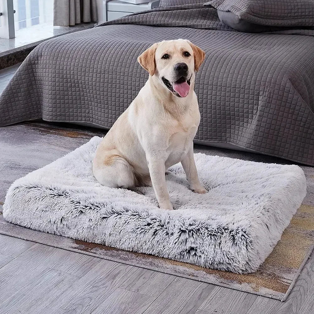 Orthopedic Foam Dog Bed